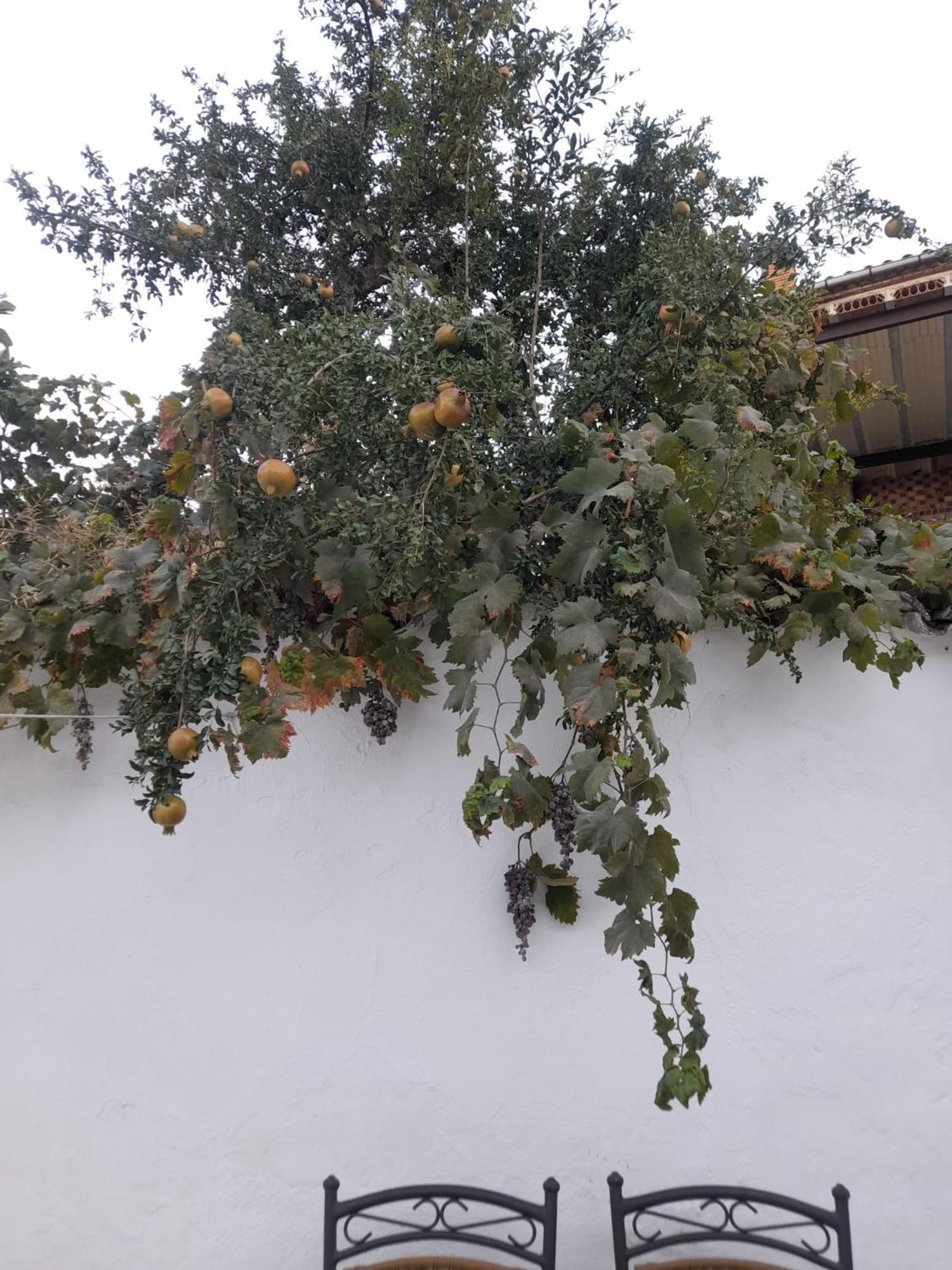 הוילה באיסה El Molino De Aceite מראה חיצוני תמונה